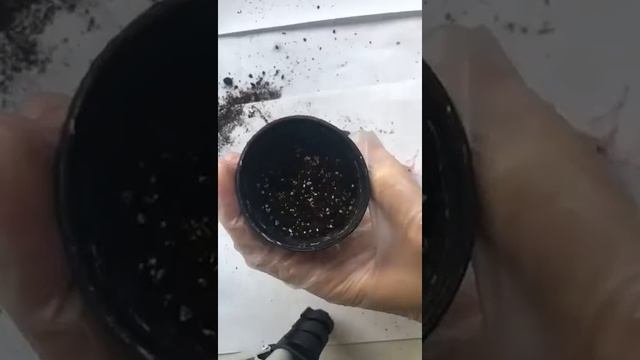 ЭХЕВЕРИЯ- РАЗМНОЖЕНИЕ ЛИСТЬЯМИ смотреть онлайн