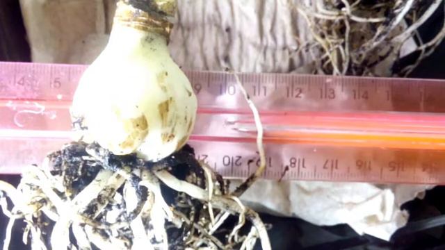 Детки гиппеаструма смотреть онлайн