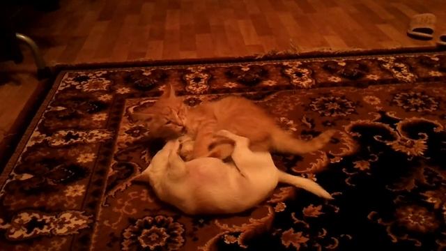 Блондинка и Рыжий смотреть онлайн