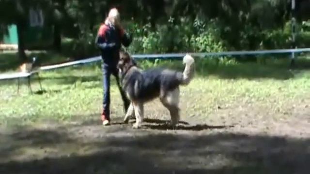 Танец Шерифа смотреть онлайн