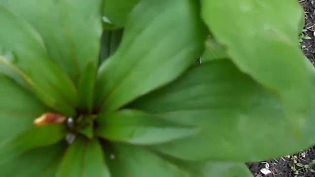 ОБЗОР САДА У НИНЫ БРУСНИК( 2 ) смотреть онлайн