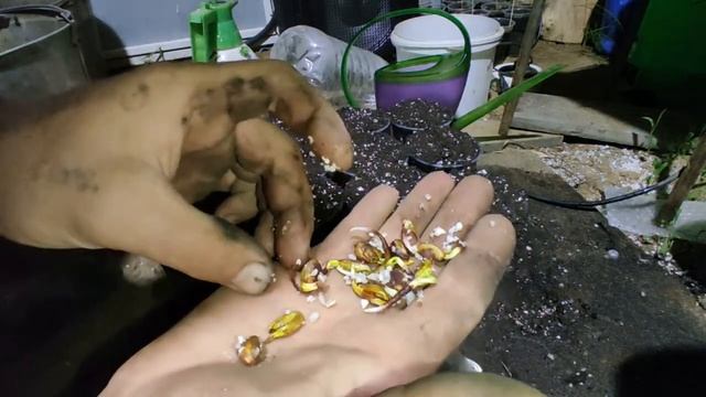 выращивание фисташки зимостойкой (таджикской) смотреть онлайн