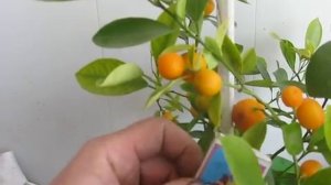 Выращивание каламондина без секретов