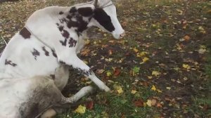 Как положить корову за минуту