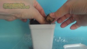 Посадка глоксинии после зимовки