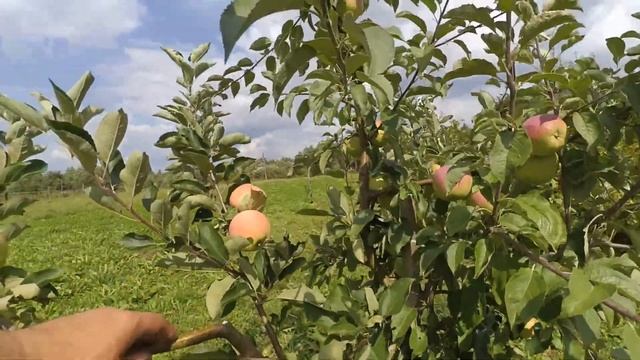 Apple Piros. Пирос, один из лучших позднелетних сортов яблони в условиях севера Беларуси. смотреть онлайн