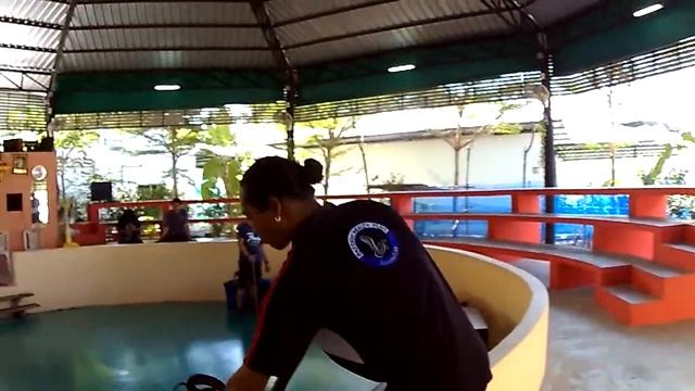 Шоу змей. Тайланд 2017. смотреть онлайн