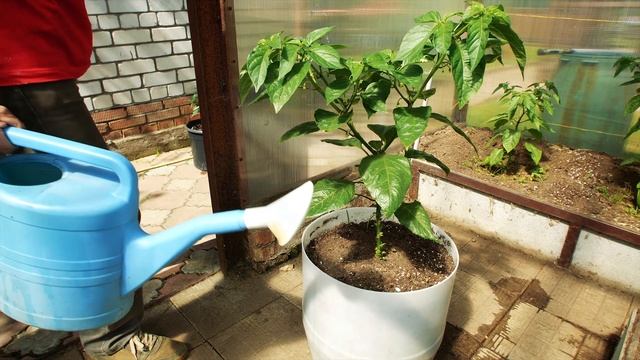 Перец Хабанеро. Выращиваем на органике! смотреть онлайн