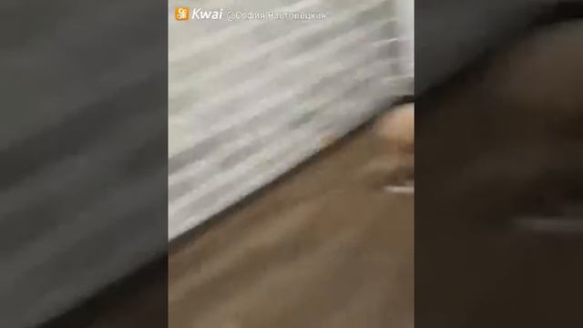 Собака чихуахуа смотреть онлайн