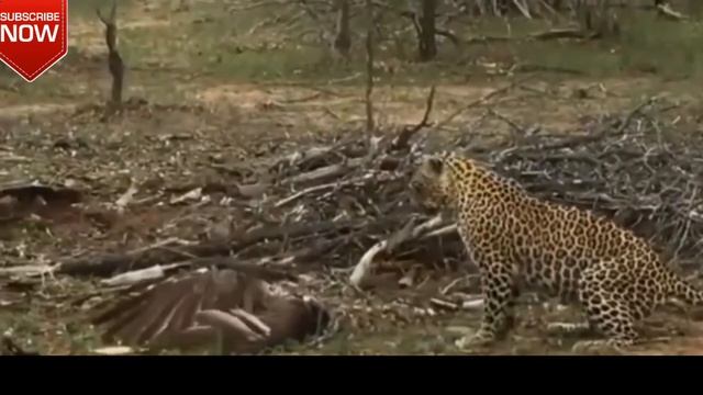 alligator vs anakonda/анаконда ест кракодила/Python eats Alligator смотреть онлайн