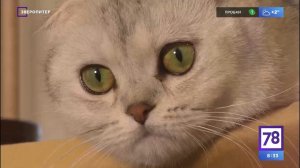 Программа "Зверопитер". Шотландская вислоухая кошка