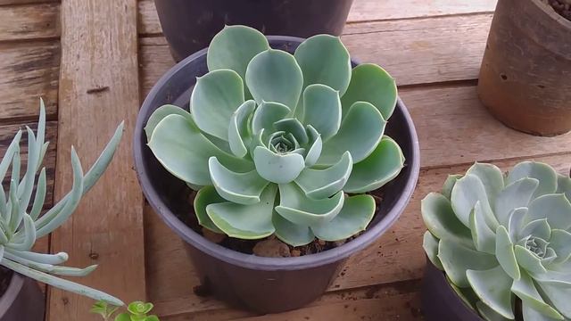 15 Suculentas para iniciantes смотреть онлайн