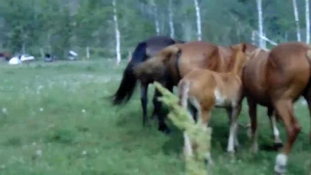 Табун лошадей на Алтае / Кони в Горном Алтае / Лошади пасутся / Табун коней / Отдых с лошадьми смотреть онлайн