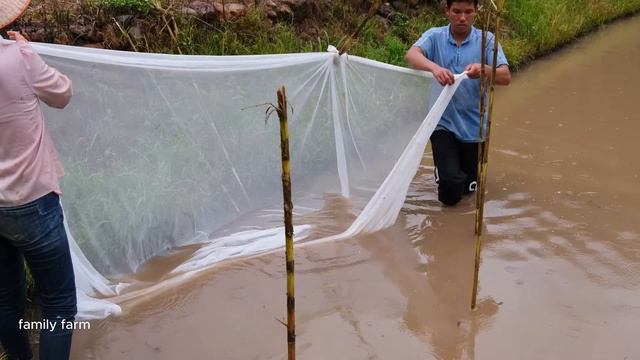 Cassava Harvest, Fish Harvest, Farm Cooking | Family Farm