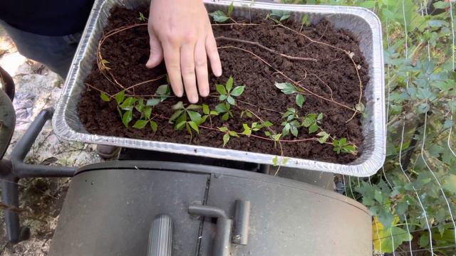 How to grow Virginia creeper vines. Starting them in containers. Part 1 #virginia #vines #howtogrow смотреть онлайн