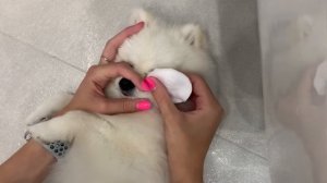 Как обработать глаза шпицу? | + средство для белых шпицев|