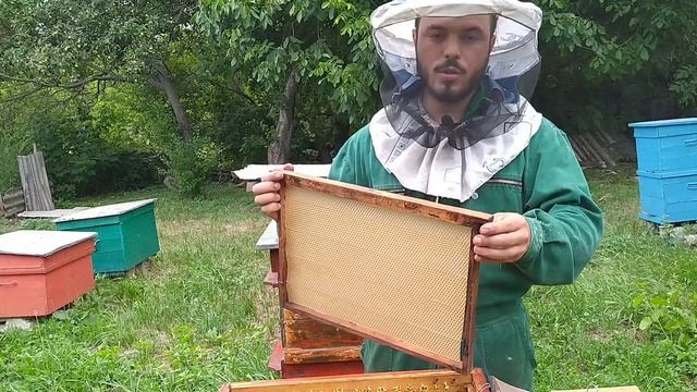 КАК КАЧАЮ МЁД/Откачка МЁДА/ Авгут2021 ?#пчеловодство смотреть онлайн