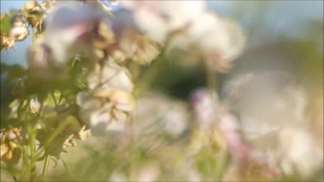 FD 85 f1.2 Aspheric on Samsung NX Mini Camera @ F1.2 смотреть онлайн