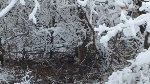 Прогулка с Цезарем смотреть онлайн