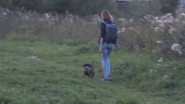 Поддаются ли дрессировке мелкие породы собак? Такса + мопс. смотреть онлайн