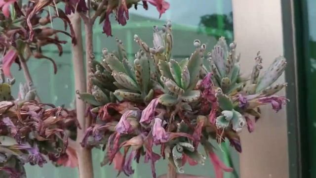 Kalanchoe Mother Of Thousands | Alligator's Tongue | Bryophyllum Daigremontianum | Succulent Plant