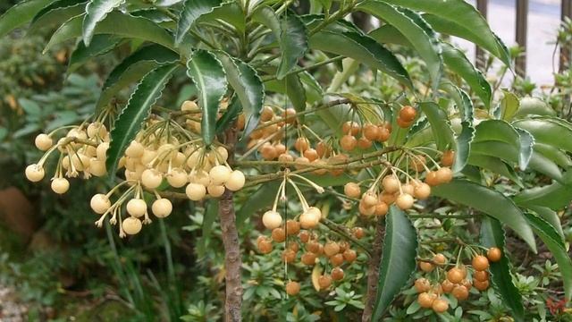 Ардизия (Ardisia) смотреть онлайн