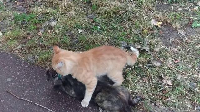 Свадьба котов часть вторая. Брачный кот душит кошку смотреть онлайн