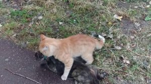 Свадьба котов часть вторая. Брачный кот душит кошку