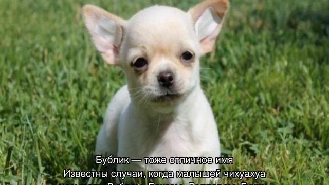 Имена для чихуахуа мальчиков и девочек: как назвать смотреть онлайн