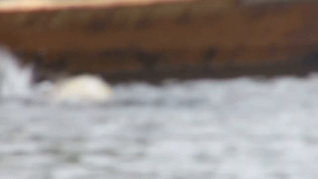 рыбалка на реке вишера п Вёлс смотреть онлайн