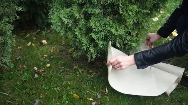 Как укрыть большую тую ✔️ КАК УКРЫВАТЬ ХВОЙНЫЕ РАСТЕНИЯ НА ЗИМУ смотреть онлайн