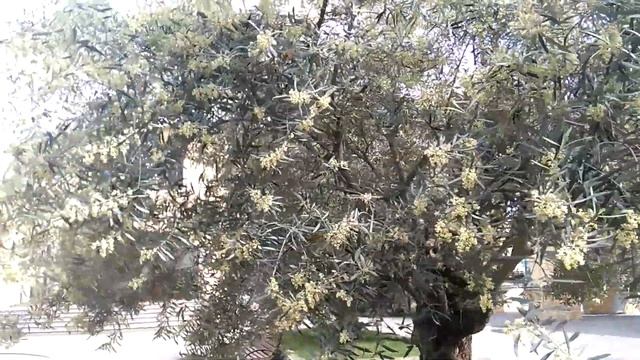 Так цветут Оливы! смотреть онлайн