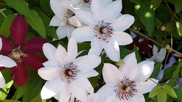 庭园花卉－铁线莲之五 Clematis Zara, Countess of Wessex, Fleuri смотреть онлайн