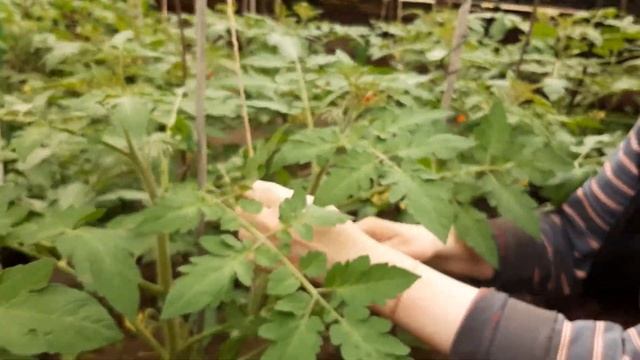 Пасынкование помидор в теплице. смотреть онлайн