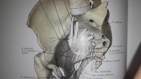 Крестцовое сплетение короткие ветви