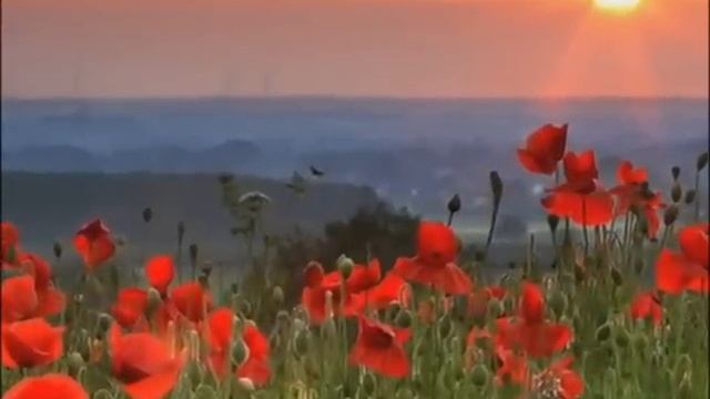 Майя Кристалинская Костёр на снегу