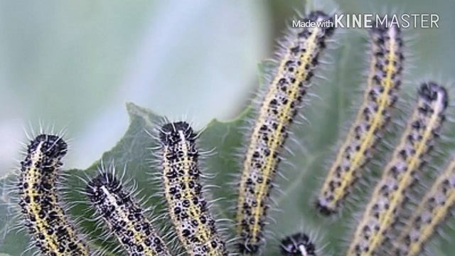 ОПАСНЫЕ ЖИВОТНЫЕ ТАЙЛАНДА. смотреть онлайн