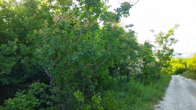 Часть вторая, о моей жизни в Ливане