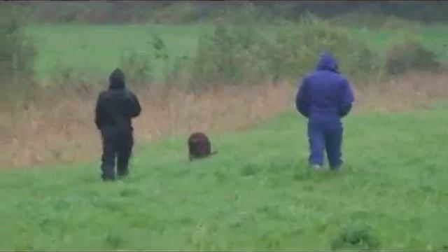 Totaldog Фабио mpg смотреть онлайн