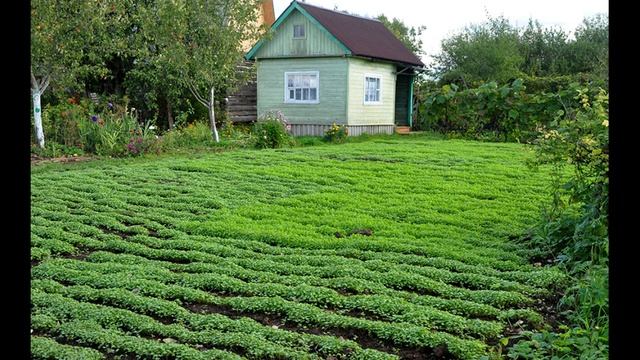 Готовлю грядки под морковь осенью смотреть онлайн