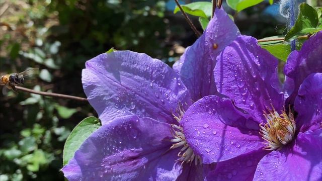 Relaxing Music & Nature Sounds Sleep Meditation Zen, Yoga, Spa, Study Music 🔮 Amethyst Slumber смотреть онлайн