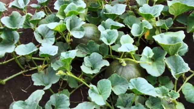 Самый легкий способ выращивания дынь в средней полосе смотреть онлайн