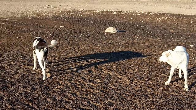 вернулся как и обещал!!! отарные собаки Туркменский Волкодав! Aboriginal Dog Alabai.