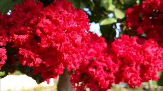 Sofia Rotaru Lilac flowers смотреть онлайн