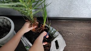 ФИНИКОВАЯ ПАЛЬМА весенняя обрезка! Обновление грунта для финиковой пальмы, 2 универсальных удобрени