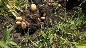 Выращивание картофеля с сидератом горчица  - результат