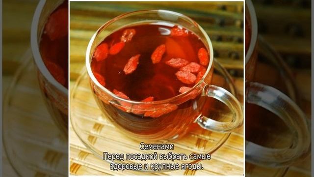 Барбарис смотреть онлайн