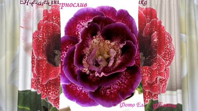 Очень красивые сорта махровых глоксиний. Любимые глоксинии из коллекции Елены В. смотреть онлайн