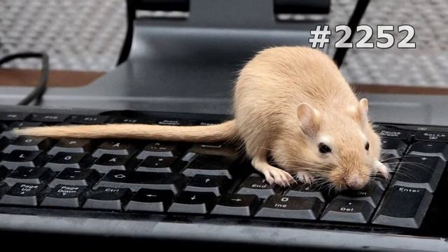 #2252. Крысы и мыши (В мире животных)