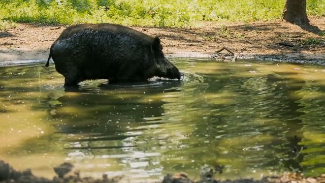 Эти Гигантские Животные Побили Все Рекорды смотреть онлайн